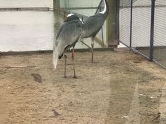 -盐城丹顶鹤湿地生态旅游区