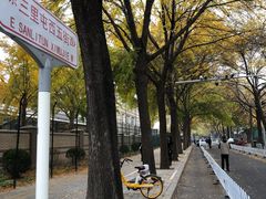 -三里屯东五街银杏大道