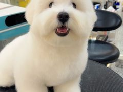 -momokira米努特·德文卷毛猫·棉花面纱犬