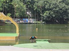 -西双版纳原始森林公园