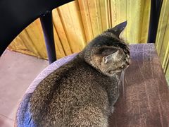 -黄师傅湿辣牛肉(胡桃里店)