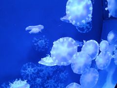 -青岛海底世界-水族馆
