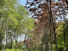 -大兴滨河森林公园