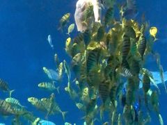 -太平洋海底世界