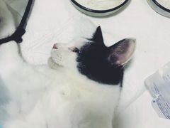 -灵美宠物诊所