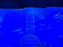 -芜湖新华联大白鲸海洋公园