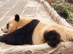 -中国大熊猫保护研究中心雅安碧峰峡基地