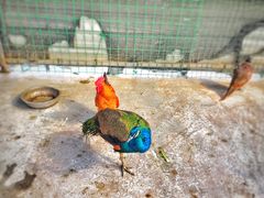 景点-上海长兴岛郊野公园