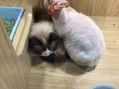 -屋虎猫馆(宝安大仟里店)