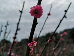 -雨花胜境