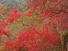 -木兰云雾山