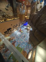 -卡通尼·Safari非洲探索乐园·生日会(金桥国际商业广场店)