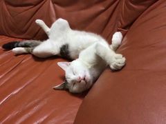 -猫咪博物馆(顶澳仔猫街店)