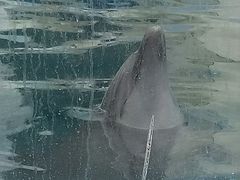 -北戴河圣蓝海洋公园