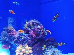 -上海海洋水族馆