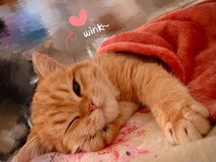 -东方名猫馆·英短金渐层布偶猫舍(环线广场1号楼店)