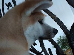 -喜柴咖啡·柴犬狗咖
