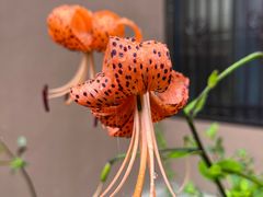 -乐凯撒披萨(喜荟城店)