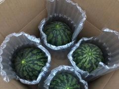 -庞各庄翠芳园西瓜蔬菜基地采摘园