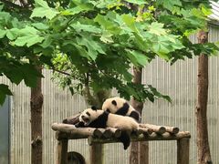 -卧龙中华大熊猫苑神树坪基地