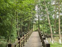 -桤木河湿地公园