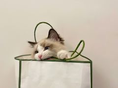 -lincat·猫舍(广州店)
