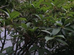 -故乡缘·香格里拉山庄(冷竹路店)