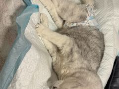 -宠颐生中康贝怡动物医院