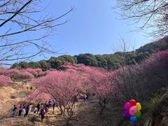 -新建村梅花