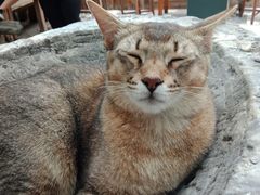 -喵屿·大理花园猫咖