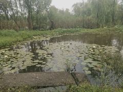 -苏州太湖国家湿地公园