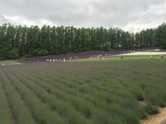 -富田农场