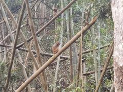 -野象谷景区