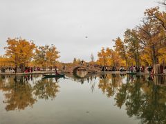 -金塔沙漠胡杨林景区