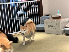 -逗柴咖啡屋·狗咖猫咖宠物桌游