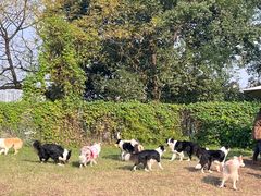 -趣多多宠物公园·宠物训犬学校·宠物寄养