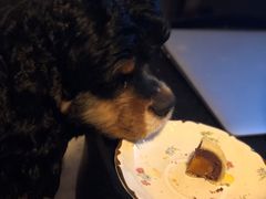 红豆蛋黄酥-BC烘焙伴手礼(新光天地店)