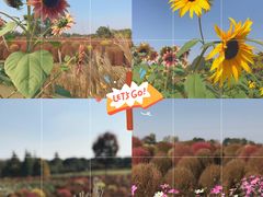 -花开海上生态园