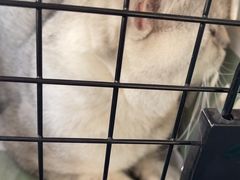 -瑞派宠物医院·犬猫全科·猫友好(宾水西道店)