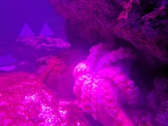 -暹罗海洋世界