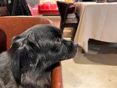 -百好乐宠物友好餐厅(朝外大街店)