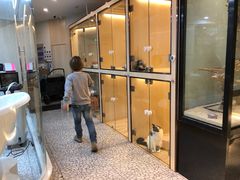 -momokira米努特·德文卷毛猫·棉花面纱犬