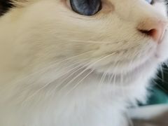 -团子家猫咪猫咖馆·柯基·柯尔鸭