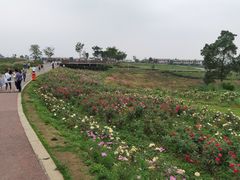 -空港花田景区