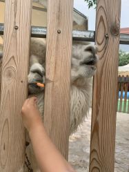 -萌宠亲子动物乐园(槐房万达店)