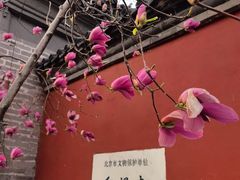 -红螺寺