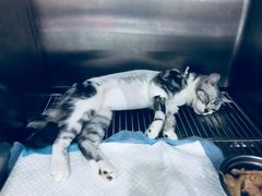-暖阳宠物医院·犬猫康复中心·骨科