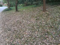 -新江湾城公园