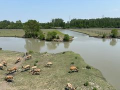 -溱湖国家湿地公园