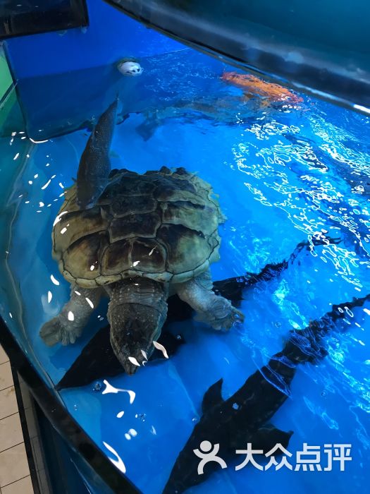 金鲤鱼大酒店图片 - 第60张